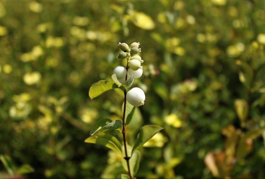 Pámelník Doorenbosův 'White Hedge' - Symphoricarpos doorenbosii 'White Hedge'