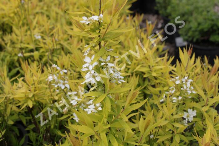 Tavolník Thunbergův 'Ogon' - Spiraea thunbergii 'Ogon'