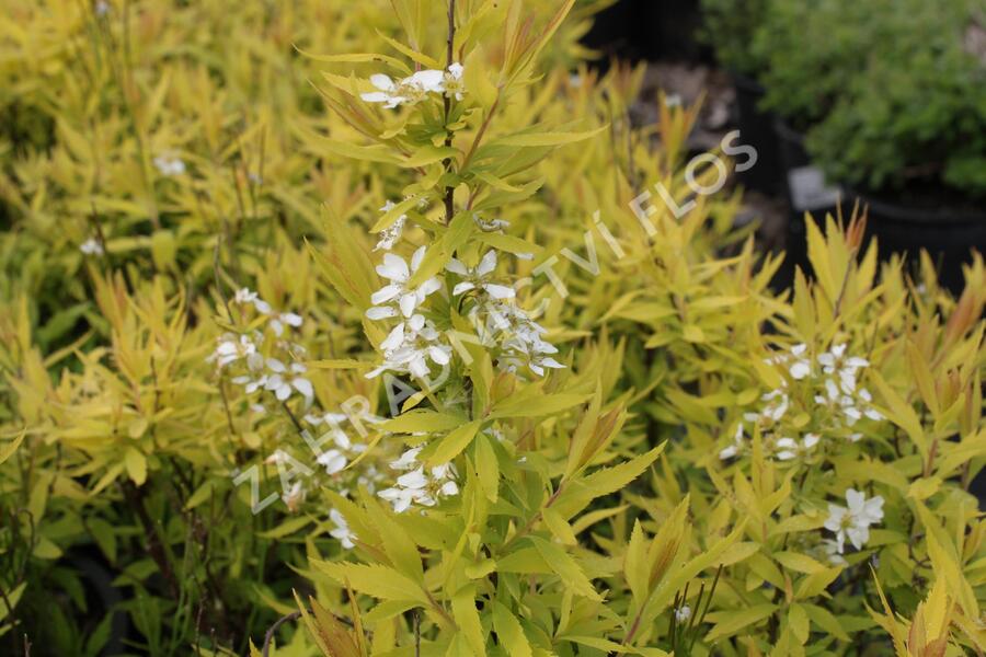 Tavolník Thunbergův 'Ogon' - Spiraea thunbergii 'Ogon'