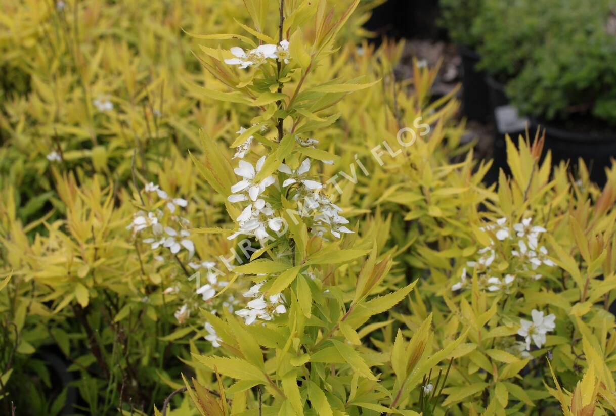 Tavolník Thunbergův 'Ogon' - Spiraea thunbergii 'Ogon'