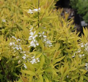 Tavolník Thunbergův 'Ogon' - Spiraea thunbergii 'Ogon'