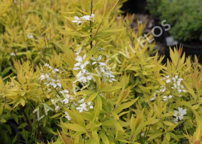 Tavolník Thunbergův 'Ogon' - Spiraea thunbergii 'Ogon'