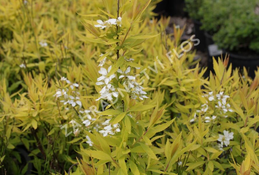 Tavolník Thunbergův 'Ogon' - Spiraea thunbergii 'Ogon'