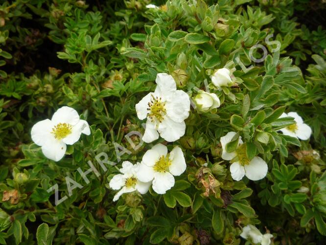 Mochna křovitá 'Tilford Cream' - Potentilla fruticosa 'Tilford Cream'