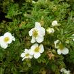 Mochna křovitá 'Tilford Cream' - Potentilla fruticosa 'Tilford Cream'