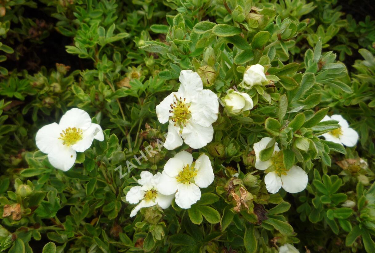 Mochna křovitá 'Tilford Cream' - Potentilla fruticosa 'Tilford Cream'