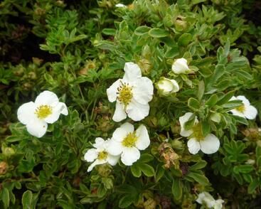 Mochna křovitá 'Tilford Cream'