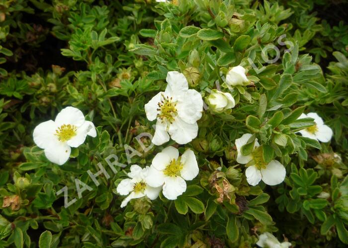 Mochna křovitá 'Tilford Cream' - Potentilla fruticosa 'Tilford Cream'