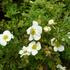 mochna-krovita-tilford-cream.jpg