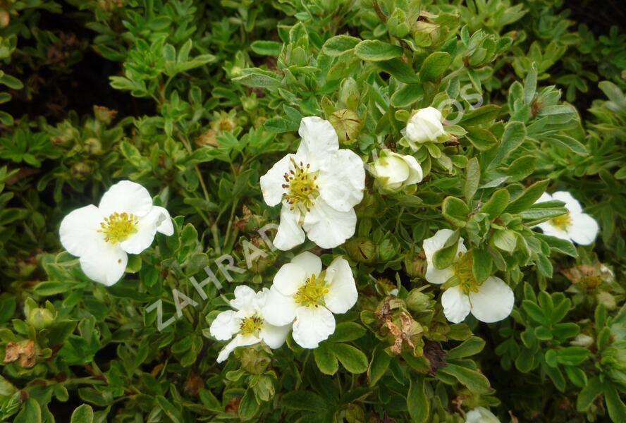 Mochna křovitá 'Tilford Cream' - Potentilla fruticosa 'Tilford Cream'