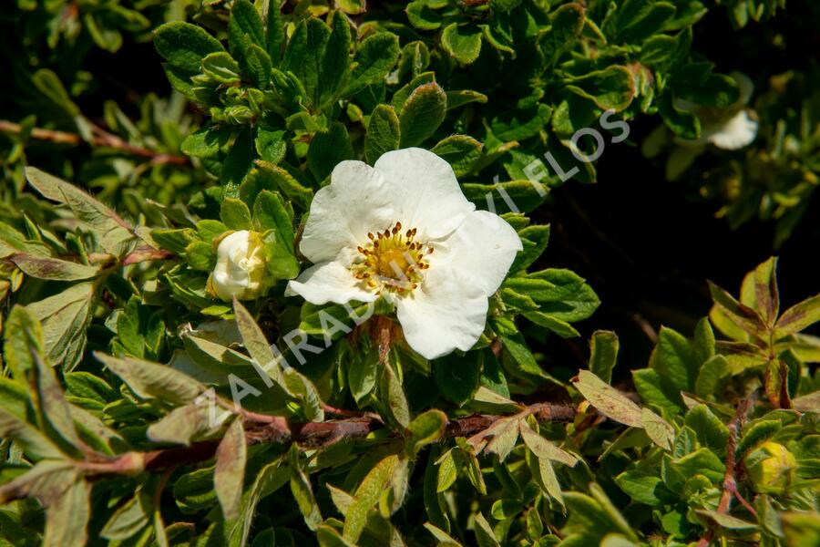 Mochna křovitá 'Tilford Cream' - Potentilla fruticosa 'Tilford Cream'