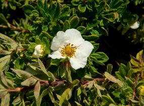 Mochna křovitá 'Tilford Cream' - Potentilla fruticosa 'Tilford Cream'