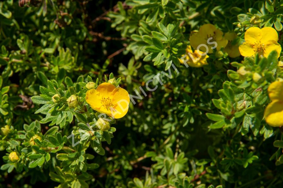 Mochna křovitá 'Tangerine' - Potentilla fruticosa 'Tangerine'