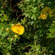 Mochna křovitá 'Tangerine' - Potentilla fruticosa 'Tangerine'
