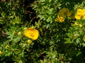 Mochna křovitá 'Tangerine' - Potentilla fruticosa 'Tangerine'