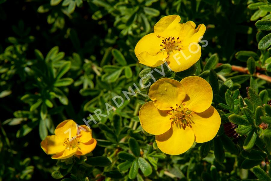 Mochna křovitá 'Tangerine' - Potentilla fruticosa 'Tangerine'