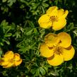 Mochna křovitá 'Tangerine' - Potentilla fruticosa 'Tangerine'