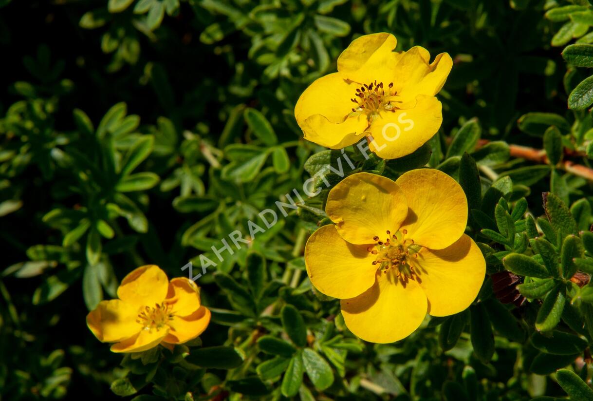 Mochna křovitá 'Tangerine' - Potentilla fruticosa 'Tangerine'