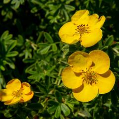 Mochna křovitá 'Tangerine' - Potentilla fruticosa 'Tangerine'