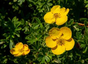 Mochna křovitá 'Tangerine' - Potentilla fruticosa 'Tangerine'