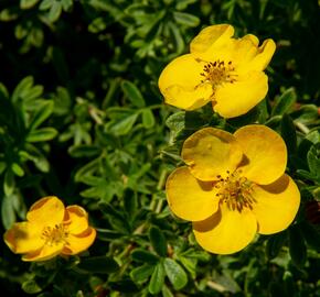 Mochna křovitá 'Tangerine' - Potentilla fruticosa 'Tangerine'