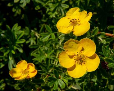 Mochna křovitá 'Tangerine'