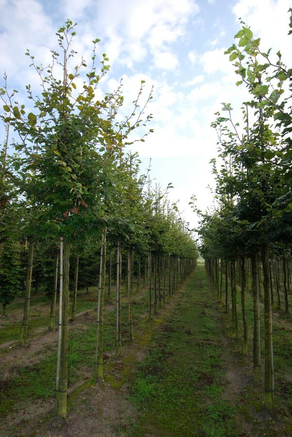 Buk lesní - Fagus sylvatica