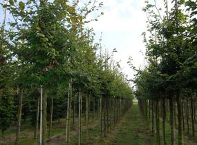 Buk lesní - Fagus sylvatica