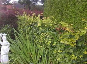 Buk lesní - Fagus sylvatica