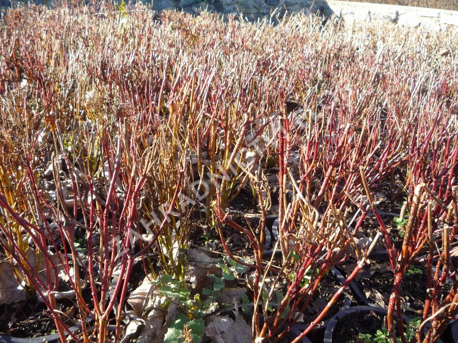 Svída bílá 'Red Gnome' - Cornus alba 'Red Gnome'