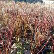 Svída bílá 'Red Gnome' - Cornus alba 'Red Gnome'