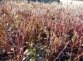 Svída bílá 'Red Gnome' - Cornus alba 'Red Gnome'