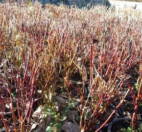 Svída bílá 'Red Gnome' - Cornus alba 'Red Gnome'