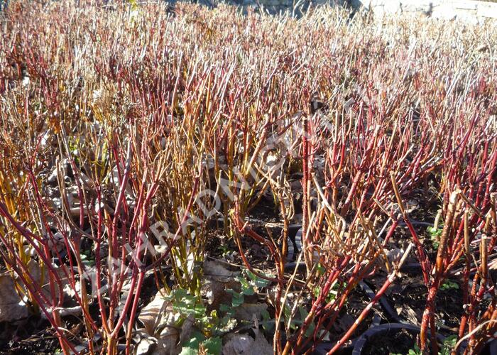Svída bílá 'Red Gnome' - Cornus alba 'Red Gnome'
