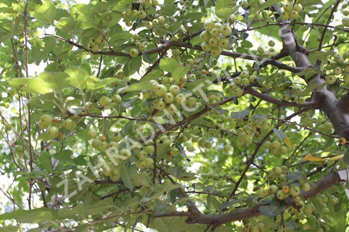 Jabloň okrasná 'Professor Sprenger' - Malus 'Professor Sprenger'