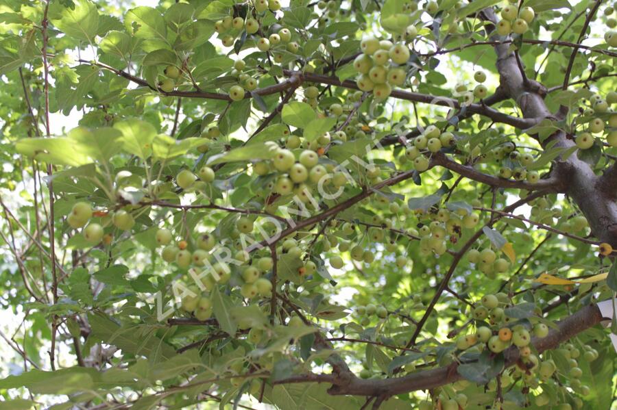 Jabloň okrasná 'Professor Sprenger' - Malus 'Professor Sprenger'