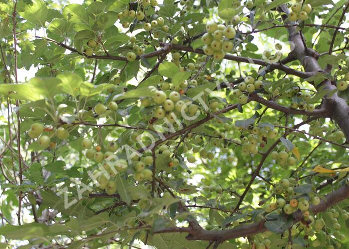 Okrasná jabloň 'Professor Sprenger' - Malus 'Professor Sprenger'