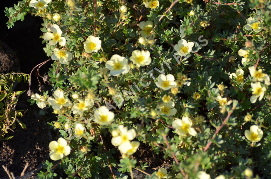 Mochna křovitá 'Primrose Beauty' - Potentilla fruticosa 'Primrose Beauty'