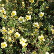 Mochna křovitá 'Primrose Beauty' - Potentilla fruticosa 'Primrose Beauty'