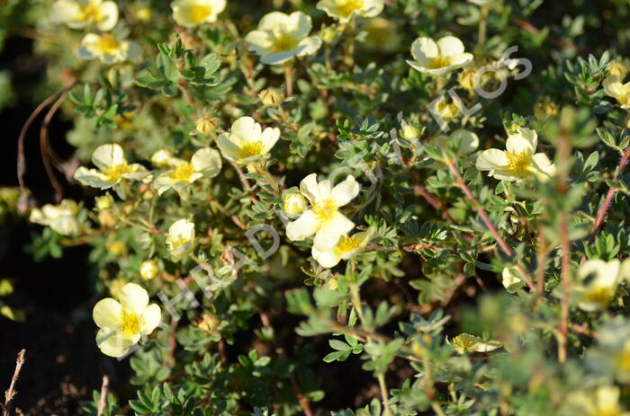 Mochna křovitá 'Primrose Beauty' - Potentilla fruticosa 'Primrose Beauty'