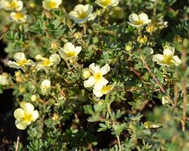 Mochna křovitá 'Primrose Beauty'