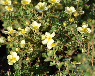 Mochna křovitá 'Primrose Beauty'