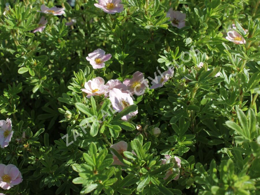Mochna křovitá 'Lovely Pink' - Potentilla fruticosa 'Lovely Pink'