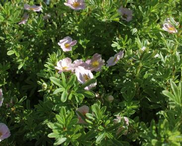 Mochna křovitá 'Lovely Pink'