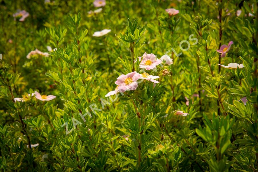 Mochna křovitá 'Lovely Pink' - Potentilla fruticosa 'Lovely Pink'
