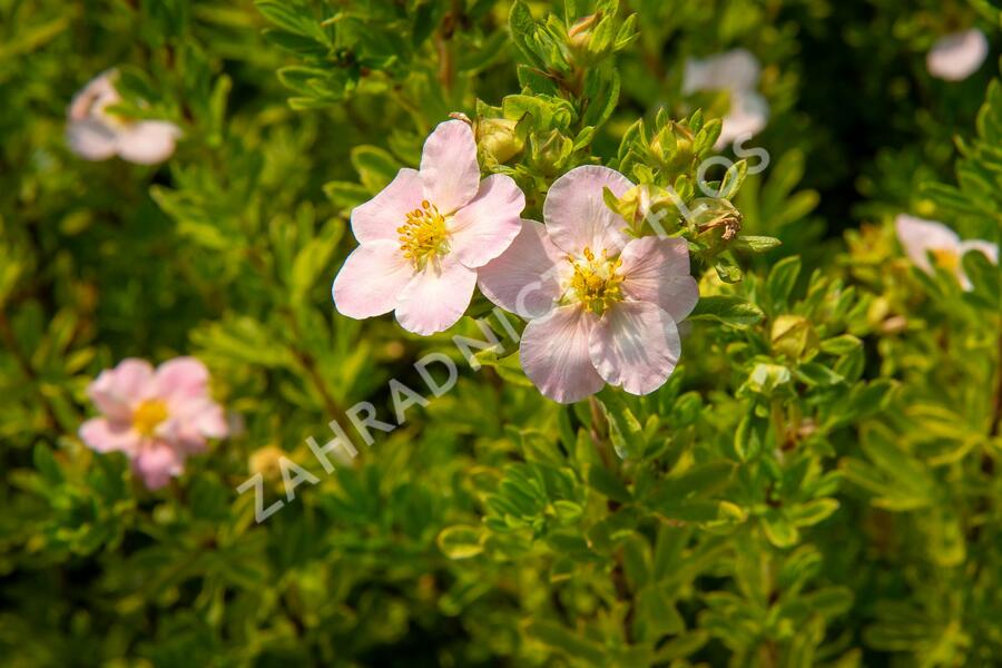 Mochna křovitá 'Lovely Pink' - Potentilla fruticosa 'Lovely Pink'
