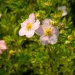 Mochna křovitá 'Lovely Pink' - Potentilla fruticosa 'Lovely Pink'