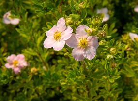 Mochna křovitá 'Lovely Pink' - Potentilla fruticosa 'Lovely Pink'