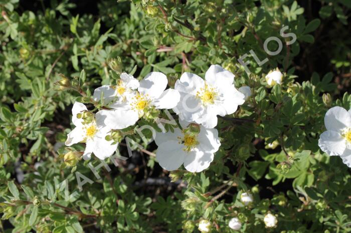 Mochna křovitá 'Abbotswood' - Potentilla fruticosa 'Abbotswood'