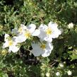 Mochna křovitá 'Abbotswood' - Potentilla fruticosa 'Abbotswood'